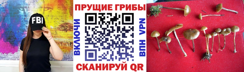 Галлюциногенные грибы мицелий  где купить   Заволжье 